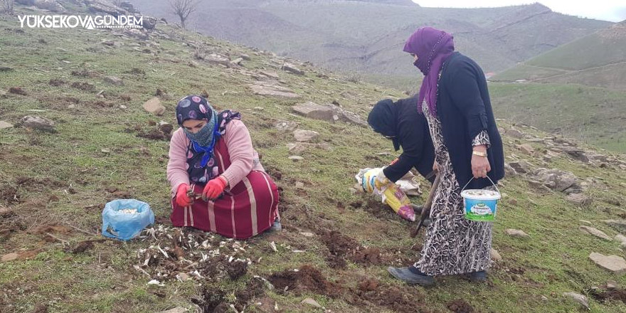 Derecik’te kenger bitkisini toplama sezonu başladı