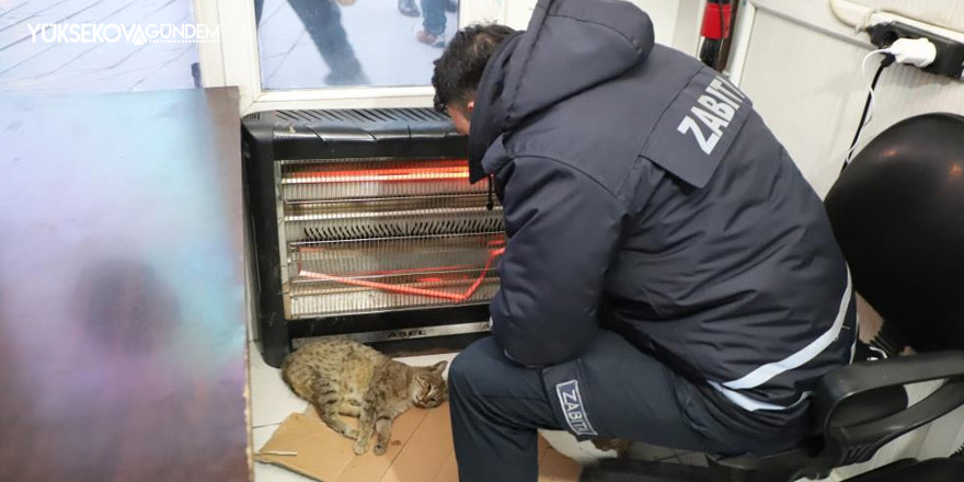 Belediye ekiplerinin sahip çıktığı kedi kurtarılamadı