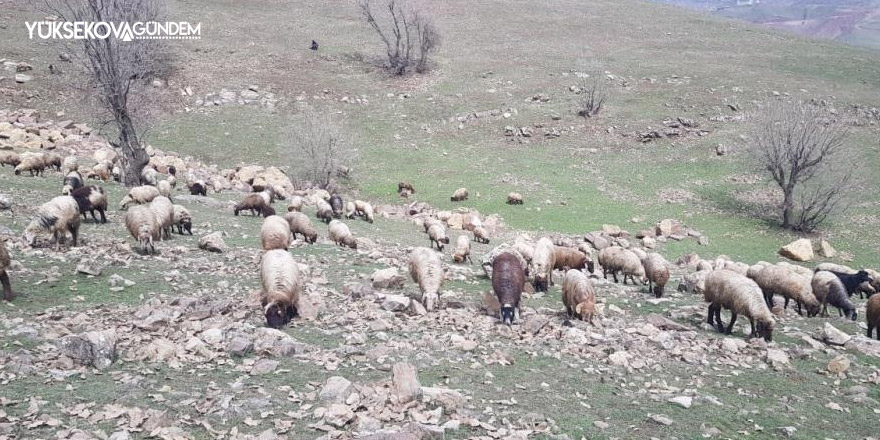 Derecik’te koyunlar meralara çıkmaya başladı