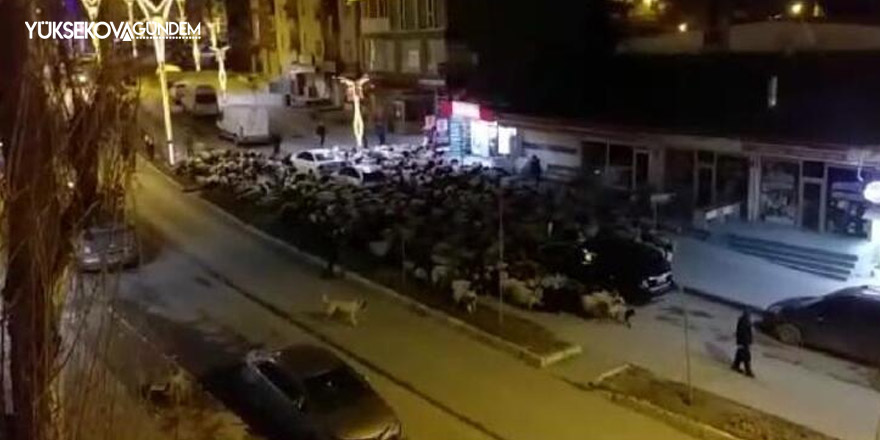 Sahur vakti kent merkezinden koyun sürüsü geçti