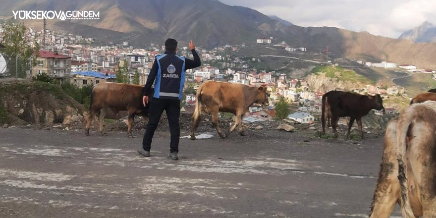 Hakkari’de başıboş hayvanlarla mücadele