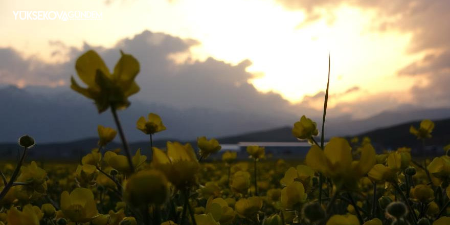 Yüksekova’yı sarıya bürüyen çiçeklerden renk cümbüşü