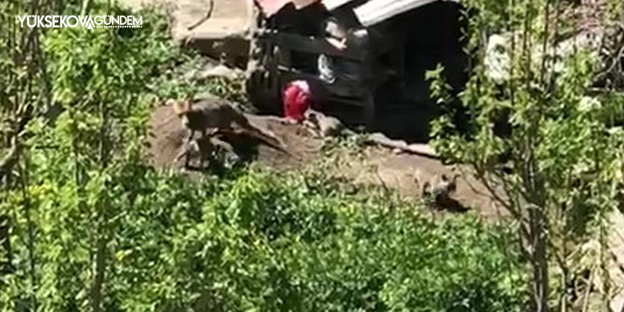 Yüksekova'da ilçe merkezine inen tilki yavrularıyla görüntülendi