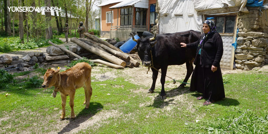 Yüksekova'da İneği telef olan kadına buzağılı inek hediye edildi