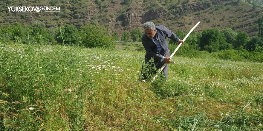 Derecik’te tırpanla ot biçme sezonu başladı