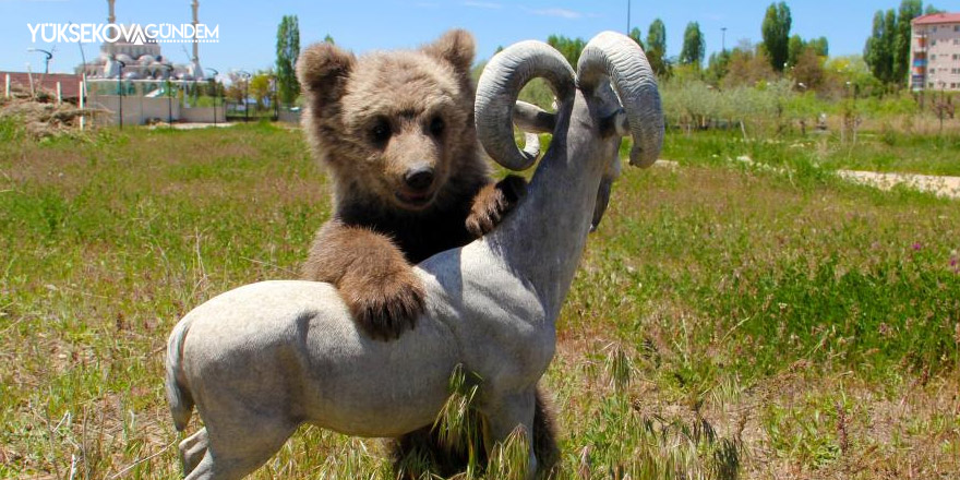 Van’da sevimli ayı yavrusuna ziyarete izin verilmeyecek