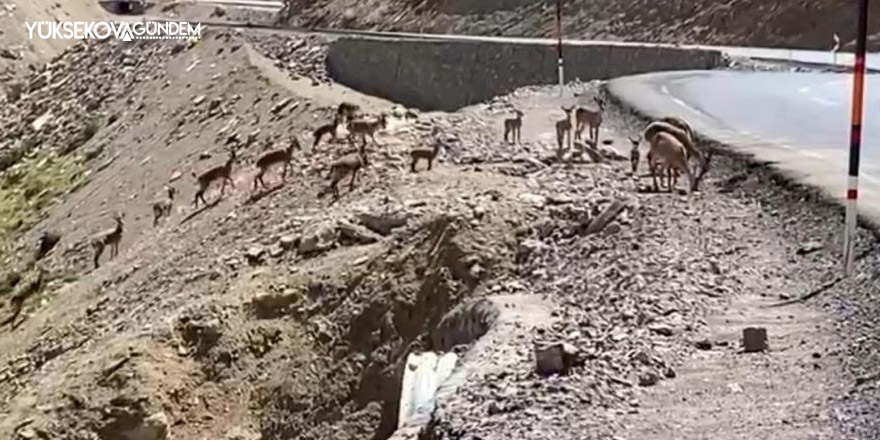 Irak sınırında dağ keçisi sürüsü görüntülendi