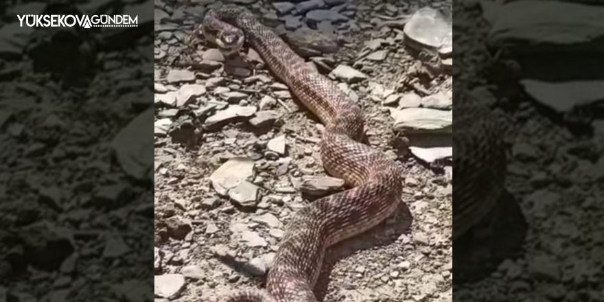 Yüksekova’da 2 metrelik engerek yılanı görüntülendi