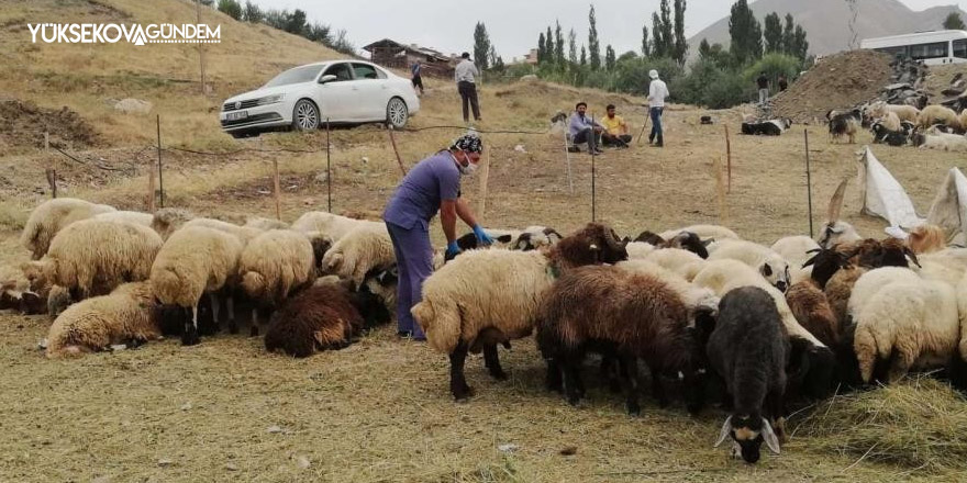 Hakkari’de kurban satış ve kesim yerleri belirlendi