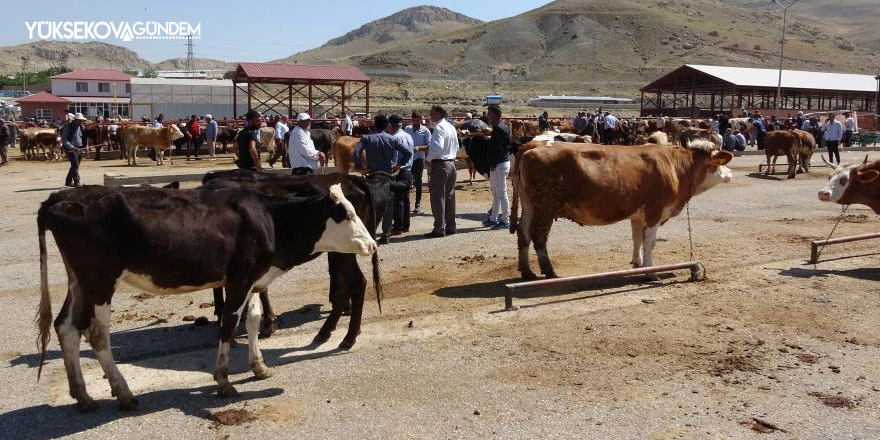 Van’da kurbanlıklar görücüye çıktı