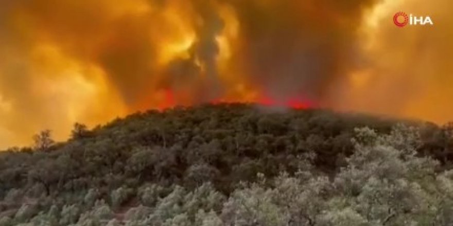 Fas'ta orman yangınları: Bin hektardan fazla alan kül oldu