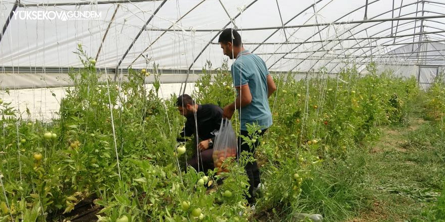 Ürettiği sebzeleri ihtiyaç sahiplerine bedava dağıtıyor