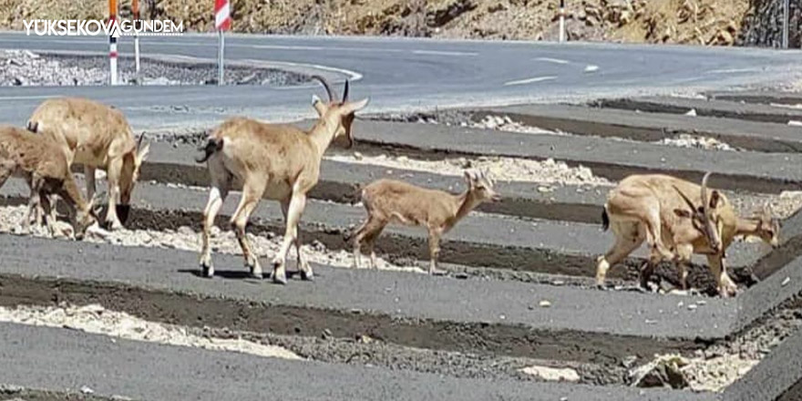 Hakkari'de dağ keçisi sürüsü yola indi