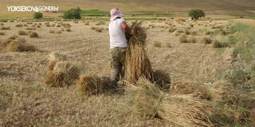 Kavurucu sıcakta buğday hasadı