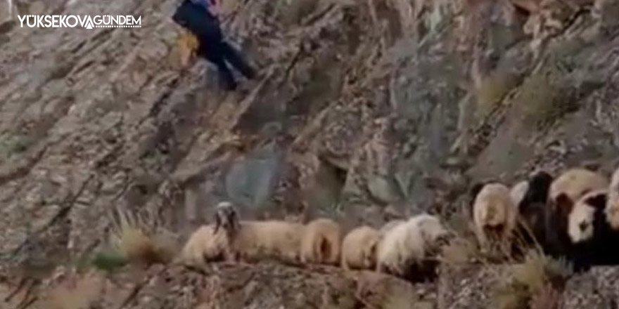 Kayalıklarda mahsur kalan koyunlar kurtarıldı