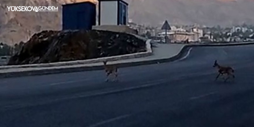 Dağ keçileri kent merkezinde görüntülendi