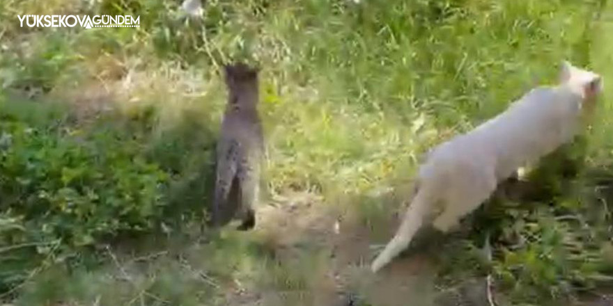 Ağaçta mahsur kalan yavru kedi kurtarıldı