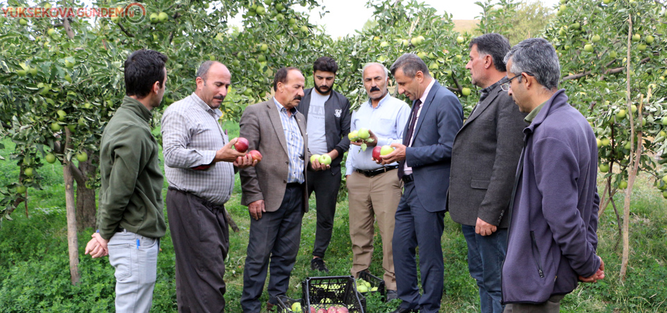 Yüksekova'da elma hasadı