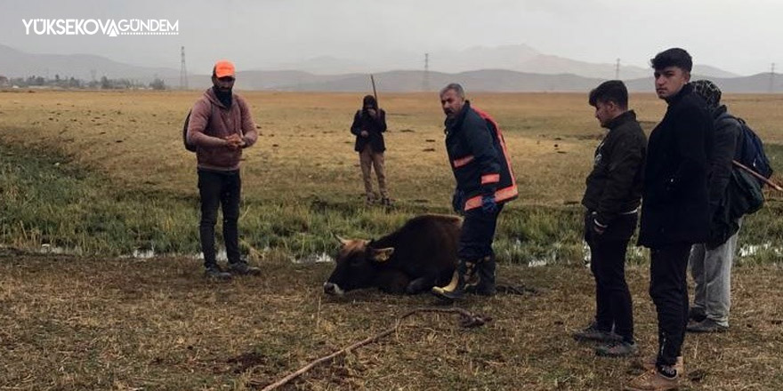 Bataklığa saplanan ineği itfaiye ekipleri kurtardı