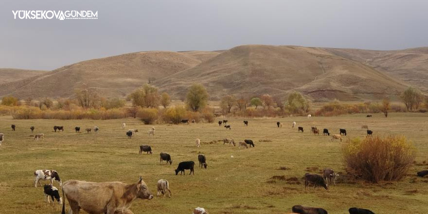 Yüksekova’nın Cilo dağları beyaza büründü