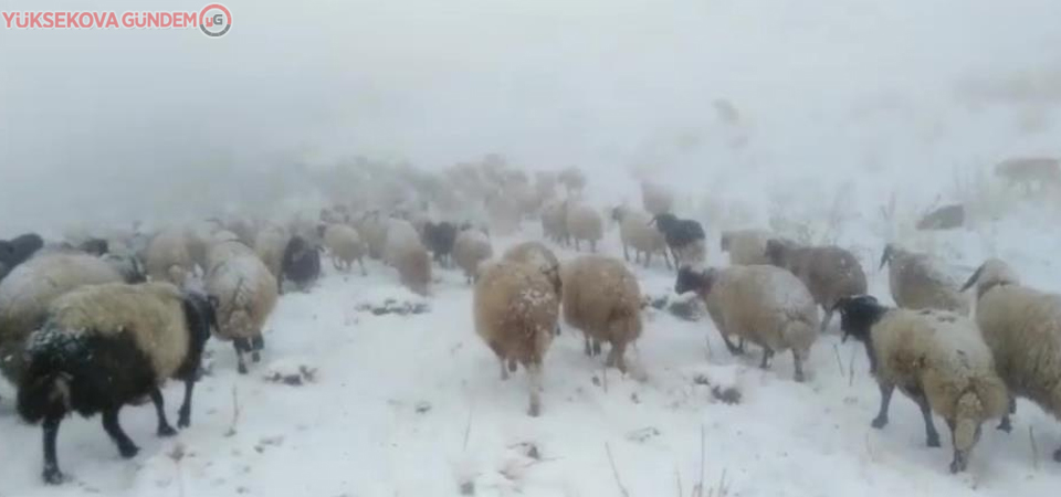 Otlanmaya çıkarılan sürü kar yağışına yakalandı