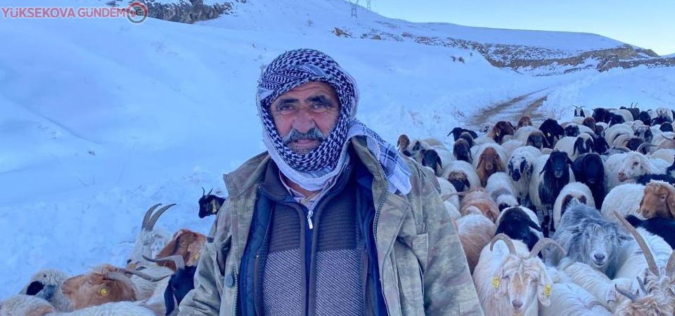 Hakkari'de 3 bin 500 rakımda mahsur kalan sürü kurtarıldı