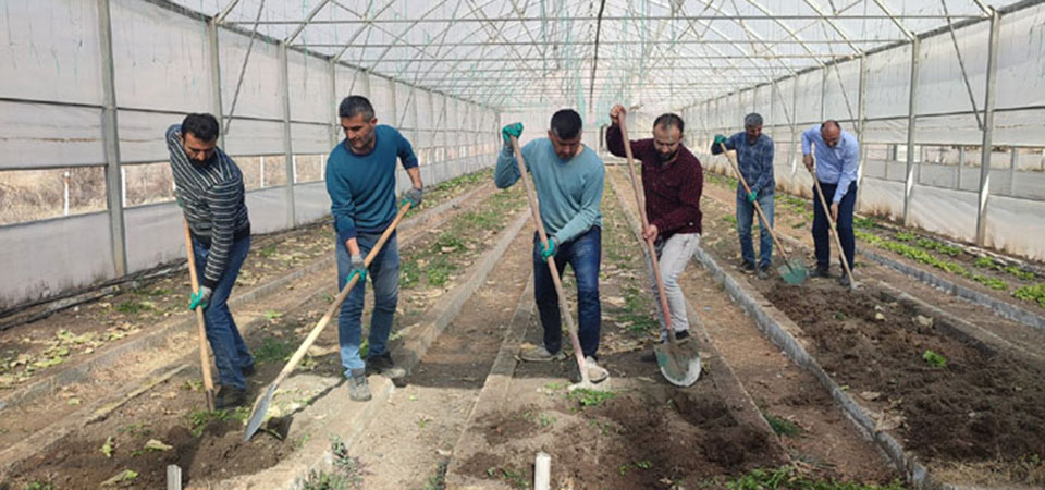 Çukurca seralarında üretim için hazırlıklar devam ediyor