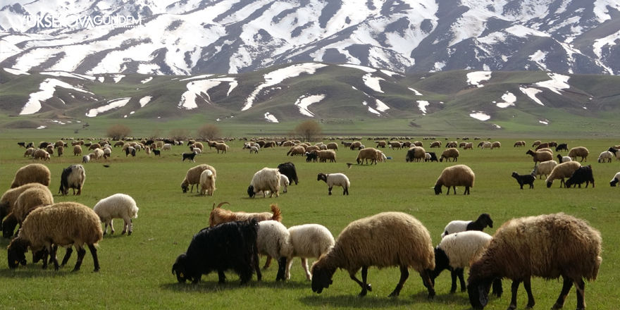 Yüksekova’da yeşeren meralar koyun sürüleriyle şenlendi