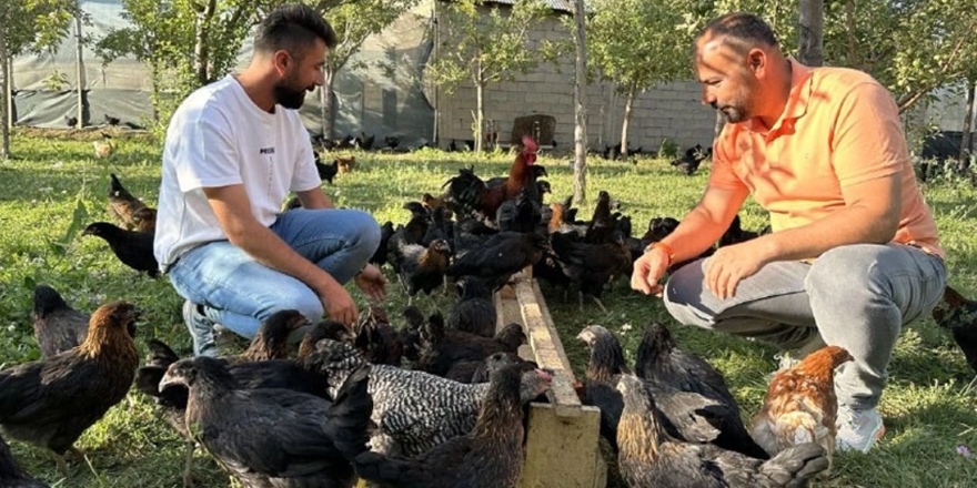 Girişimci öğretmenler Yüksekova'da tavuk çiftliği kurdu