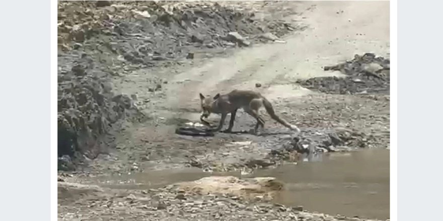 Yüksekova'da Yılan ile Tilki arasında yaşam mücadelesi