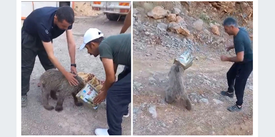 Kafasını boş tenekeye sıkıştıran yavru ayı kurtarıldı