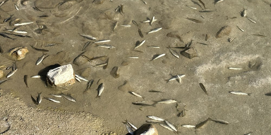 Yüksekova'da toplu balık ölümleri