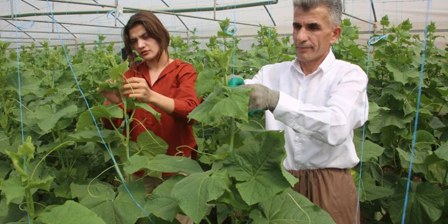 Yüksekovalı Zeynep, babasının desteğiyle seracılığa başladı