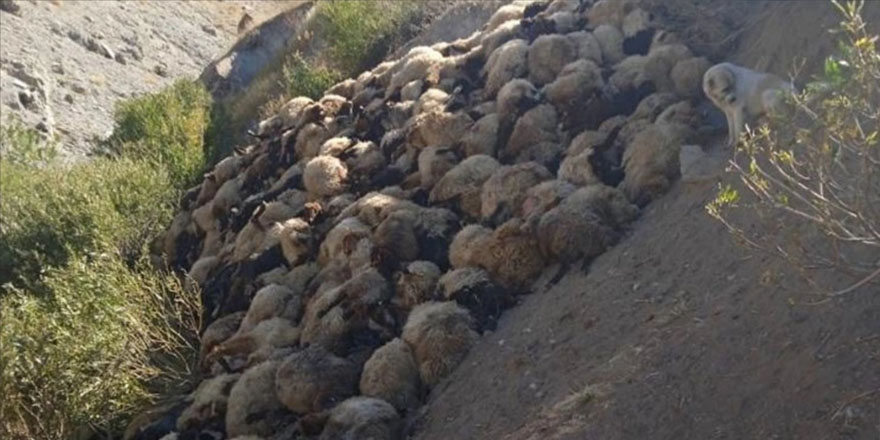 Kurtların saldırısı sonucu Hakkari’de 300 koyun telef oldu