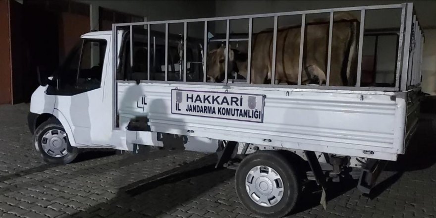 Yüksekova'da hayvan hırsızlığı operasyonu: 2 gözaltı