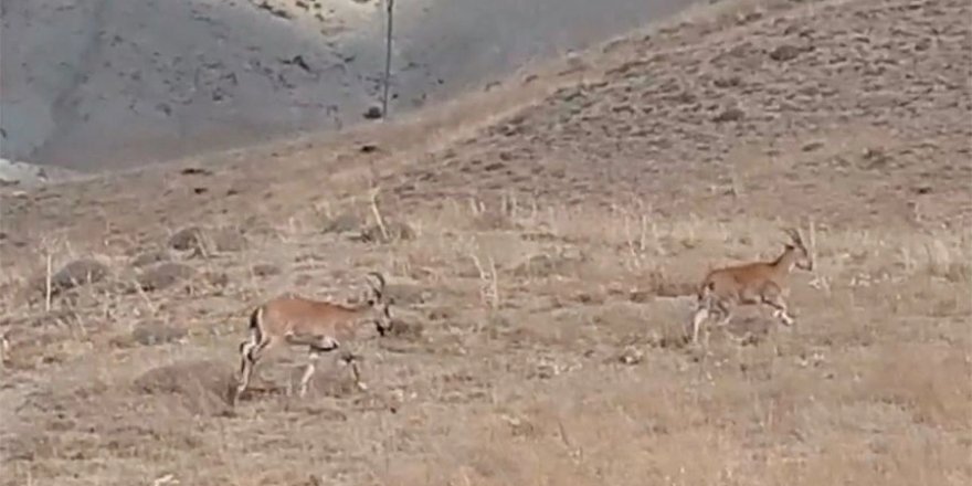 Dağ keçileri sürüsü görüntülendi