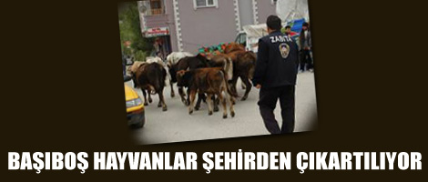 Başıboş hayvanlar şehirden çıkartılıyor