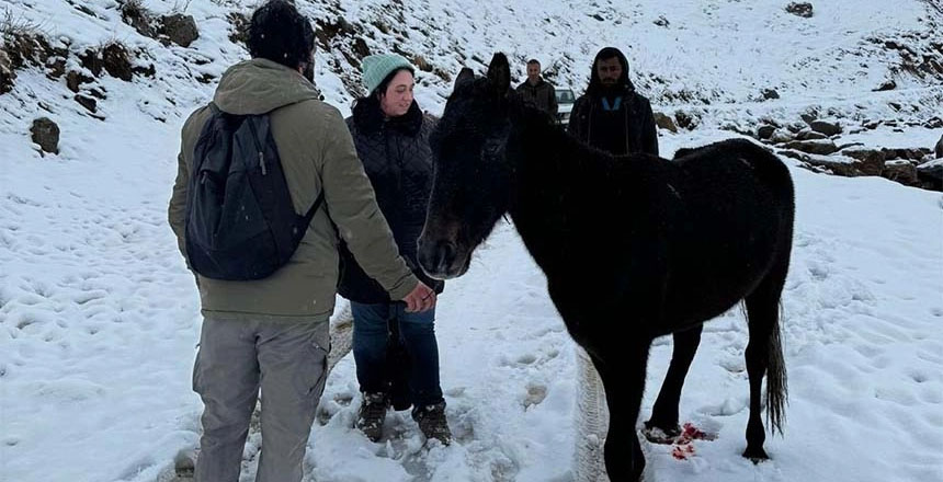 Hakkari'de yaralı halde mahsur kalan at kurtarıldı