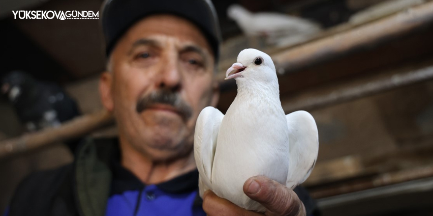 40 yıldır kumrularla çocuk gibi ilgileniyor