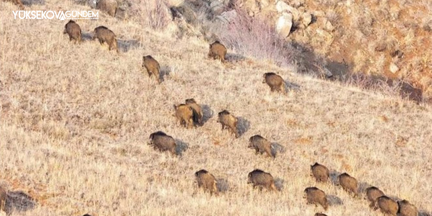 Hakkari'de domuz sürüsü görüntülendi