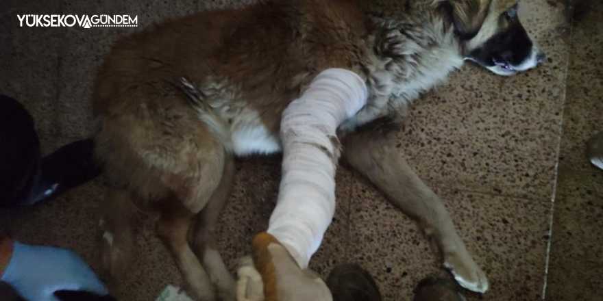Hakkari’de aracın çarptığı köpek yaralandı