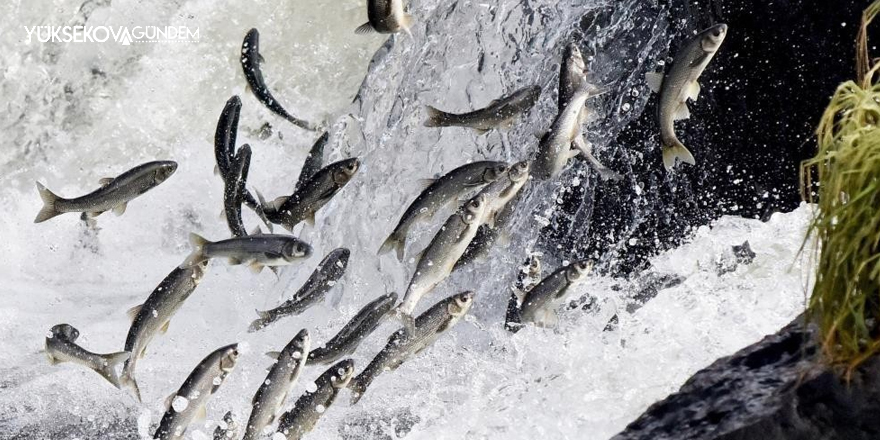 Van Gölü’nde av yasağı başladı: İnci kefalleri göç hazırlığında