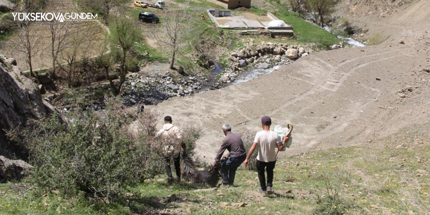 Hakkari'de kurtlar sürüye saldırdı: 60 koyun telef oldu