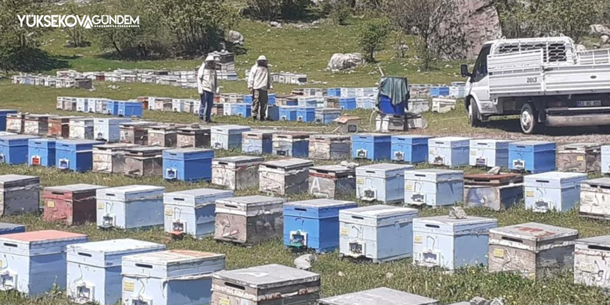 Hakkari’de bal üretim sezonu başladı