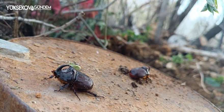 Gergedan böceği, Yüksekova'da görüldü