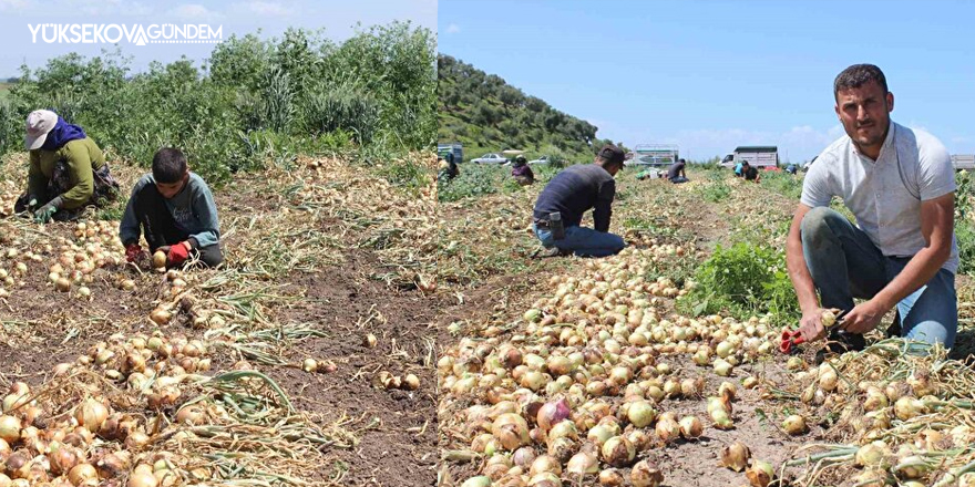 Günde 12 saat çalışan tarım işçileri 900 TL yevmiye elde ediyor