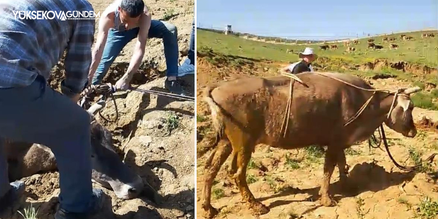 Yüksekova'da bataklığa saplanan ineği itfaiye kurtardı