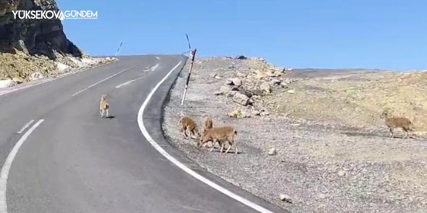 Çukurca’da dağ keçileri sürü halinde görüntülendi