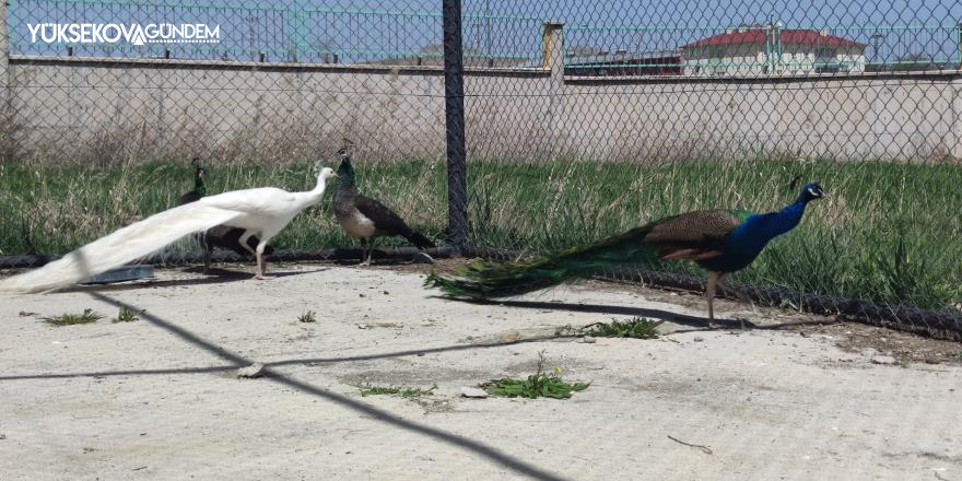 Derecik'te ele geçirilen 5 tavus kuşu, Van'da koruma altına alındı