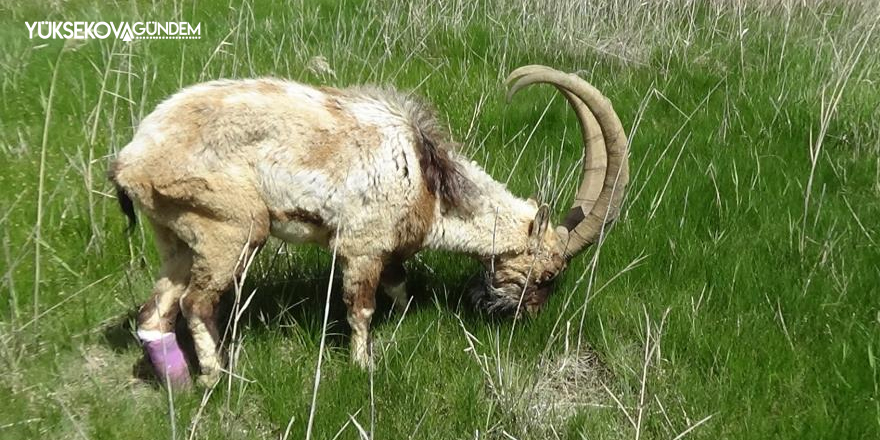 Hakkari'de Yaralı halde bulunan yaban keçisi tedavi altına alındı